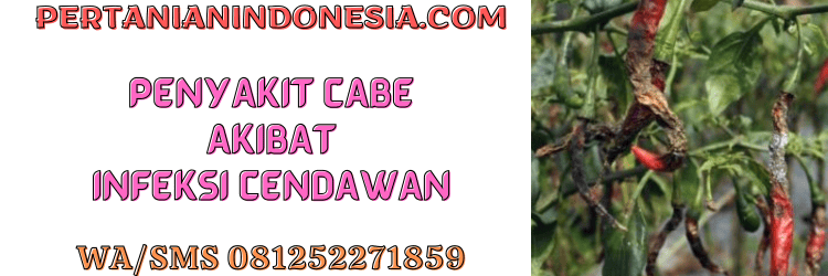 penyakit,cabai,budidaya,budidaya cabai,pertanian indonesia